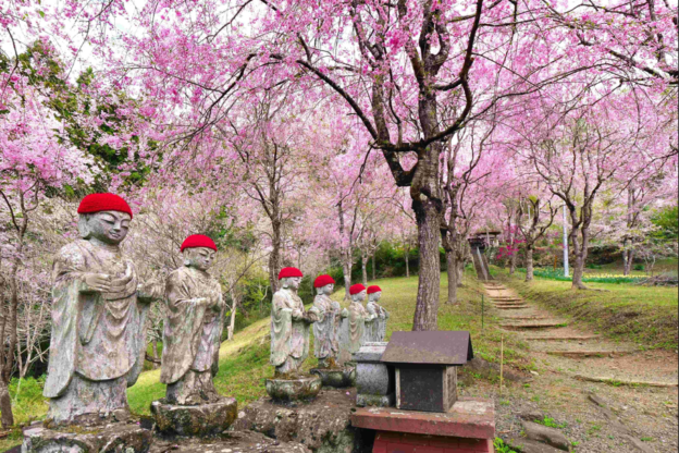 光西寺のシダレザクラの画像2