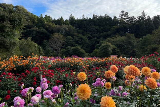 両神山麓花の郷ダリア園の画像1