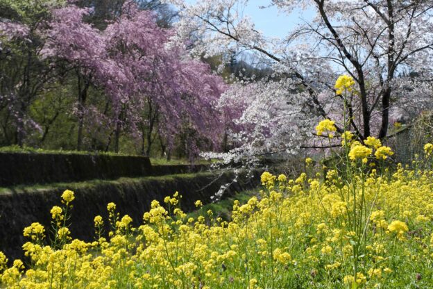 長留のしだれ桜の画像2