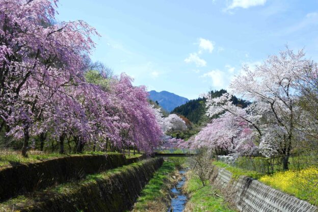 長留のしだれ桜の画像1