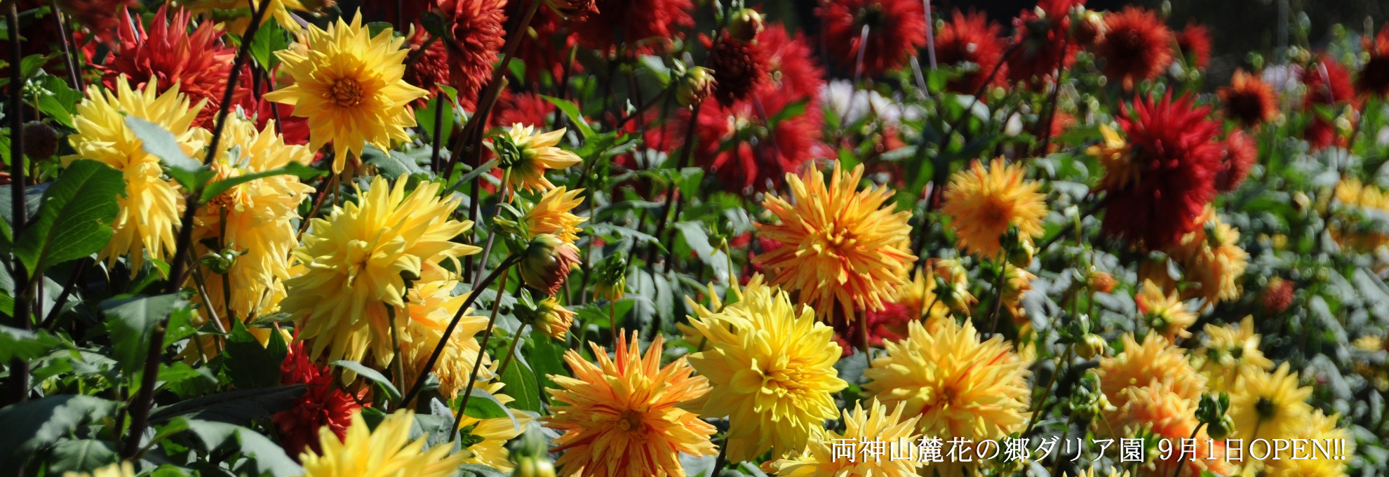 🌼両神山麓花の郷ダリア園情報🌼