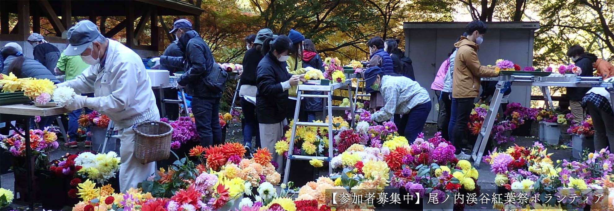 🌼両神山麓花の郷ダリア園情報🌼