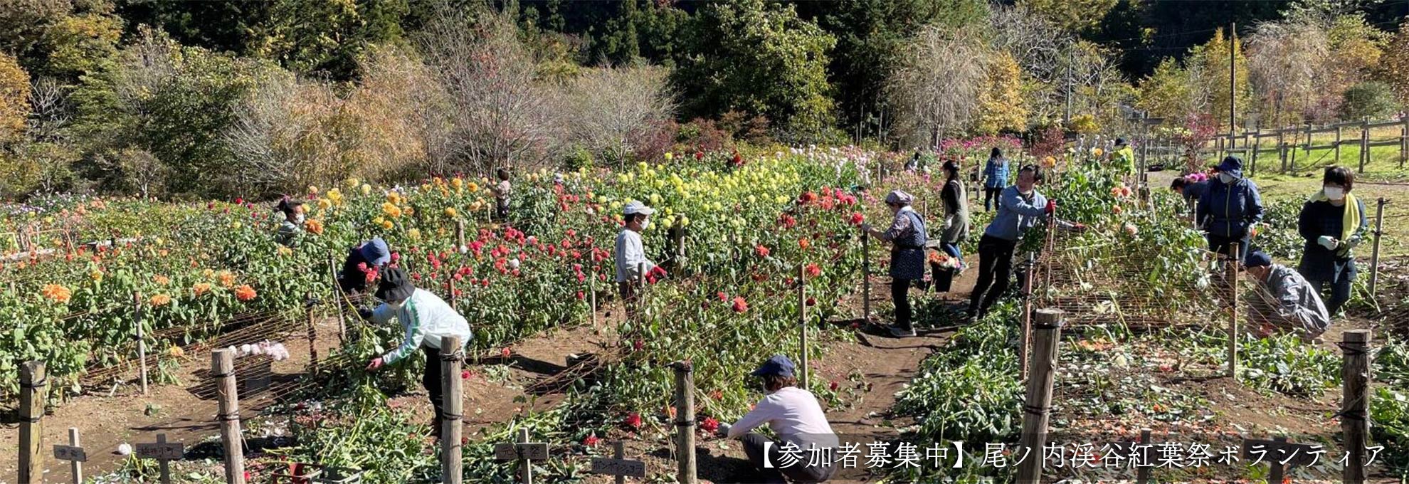 🏮小鹿野町両神ふるさとまつりが開催されます🏮