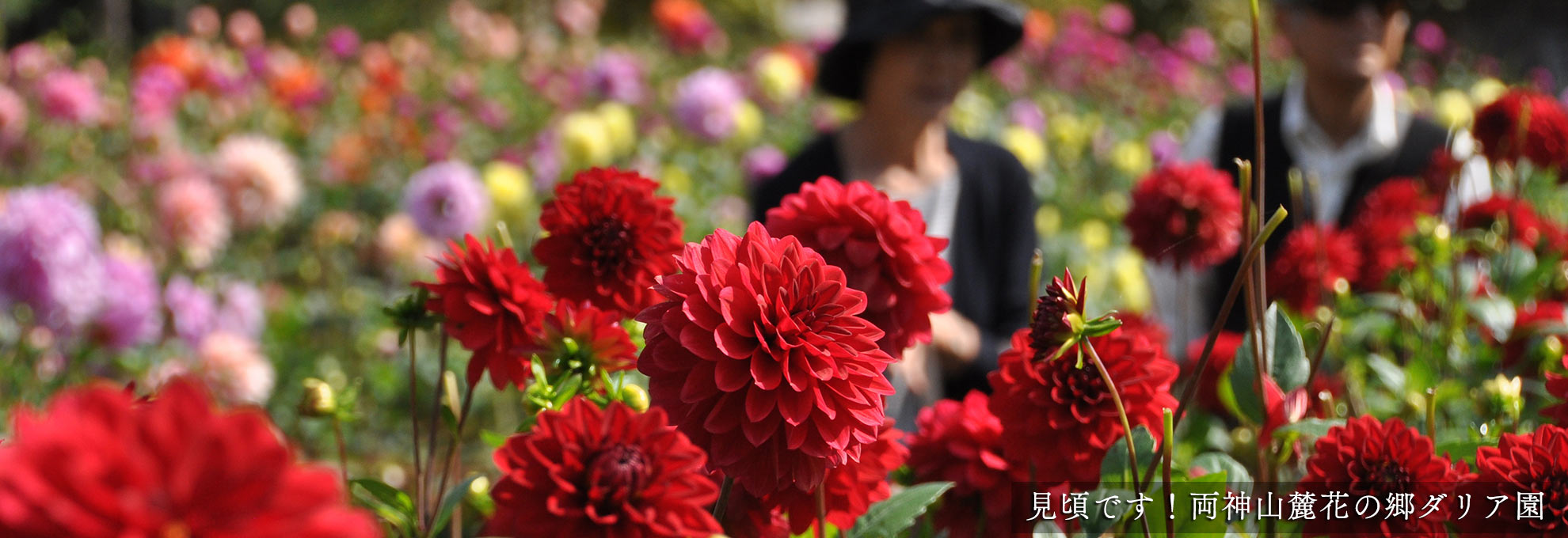 🌼両神山麓花の郷ダリア園情報🌼