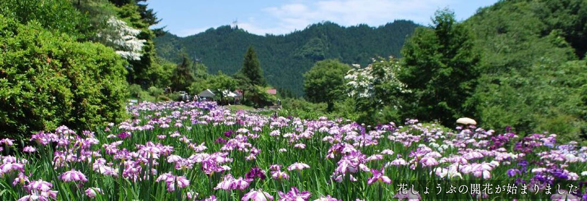 🌼花しょうぶ園の開花状況🌼