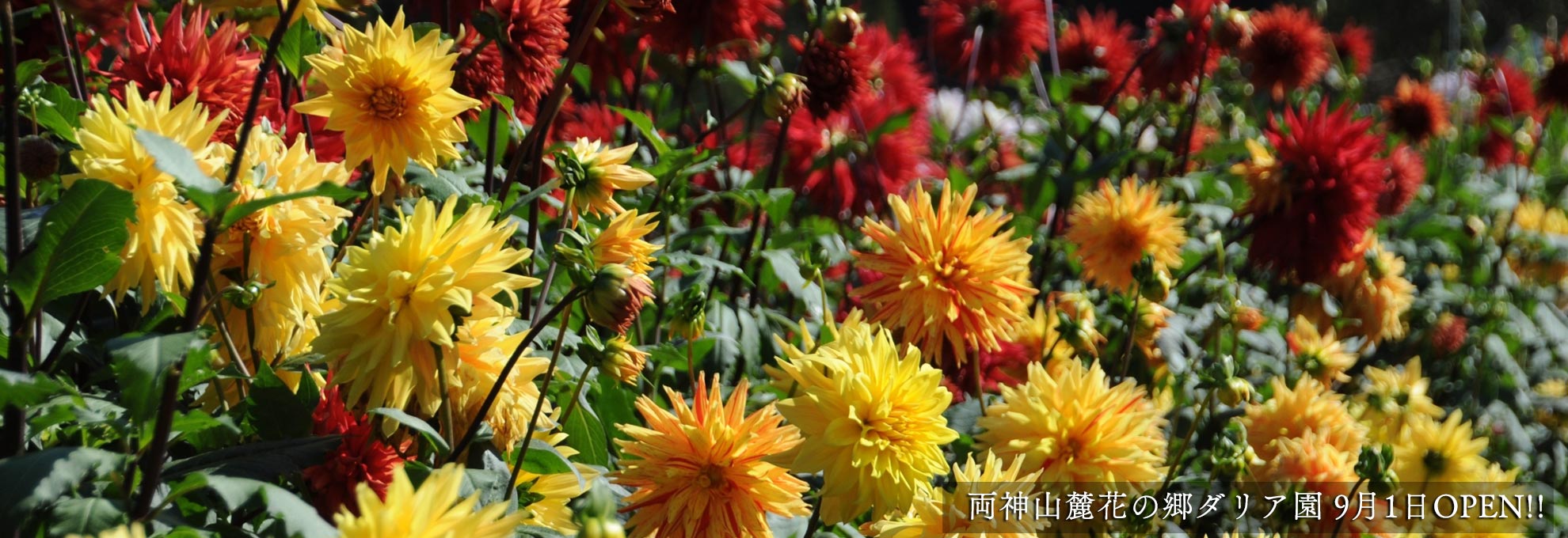 🌼両神山麓花の郷ダリア園情報🌼