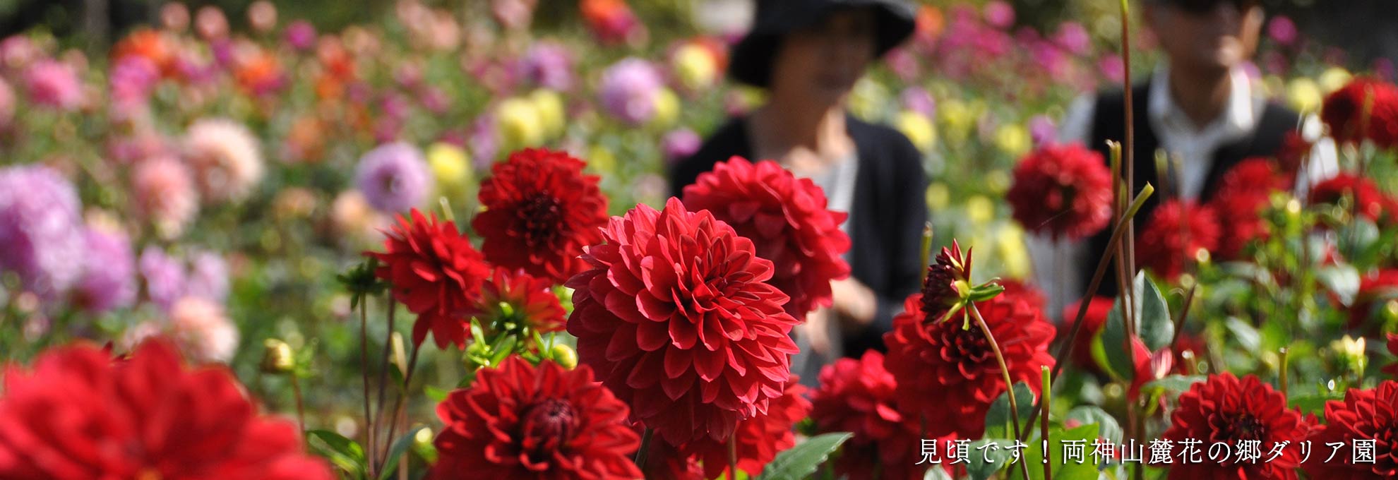 🏮第53回小鹿野町歌舞伎・郷土芸能祭が開催されます🏮