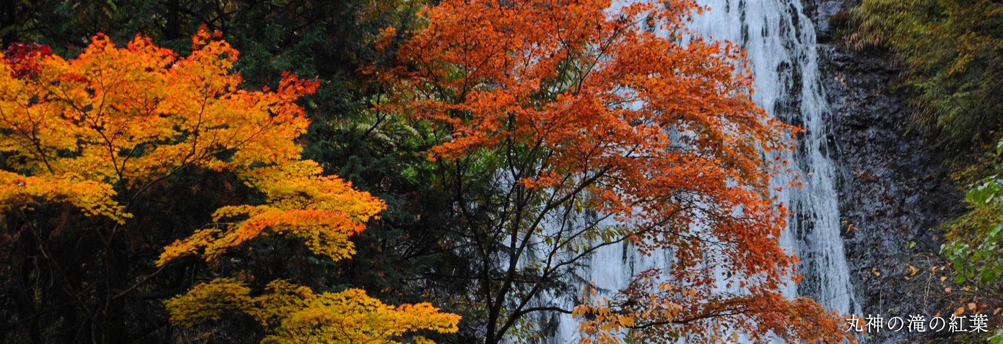 🍁【尾ノ内紅葉祭】ダリア摘み取り・アレンジメント体験🍁