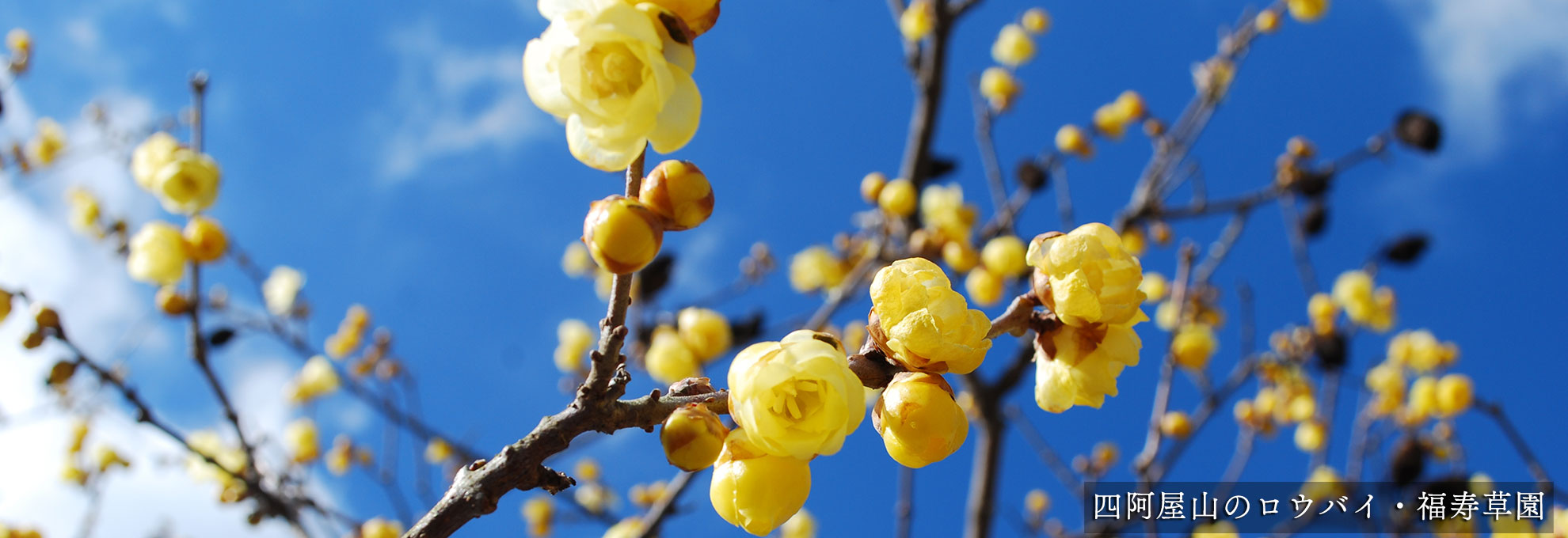 🌼早春の花情報🌼（ロウバイ・福寿草・節分草）