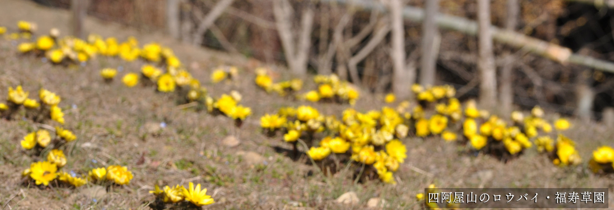 🌼早春の花情報🌼（ロウバイ・福寿草・節分草）