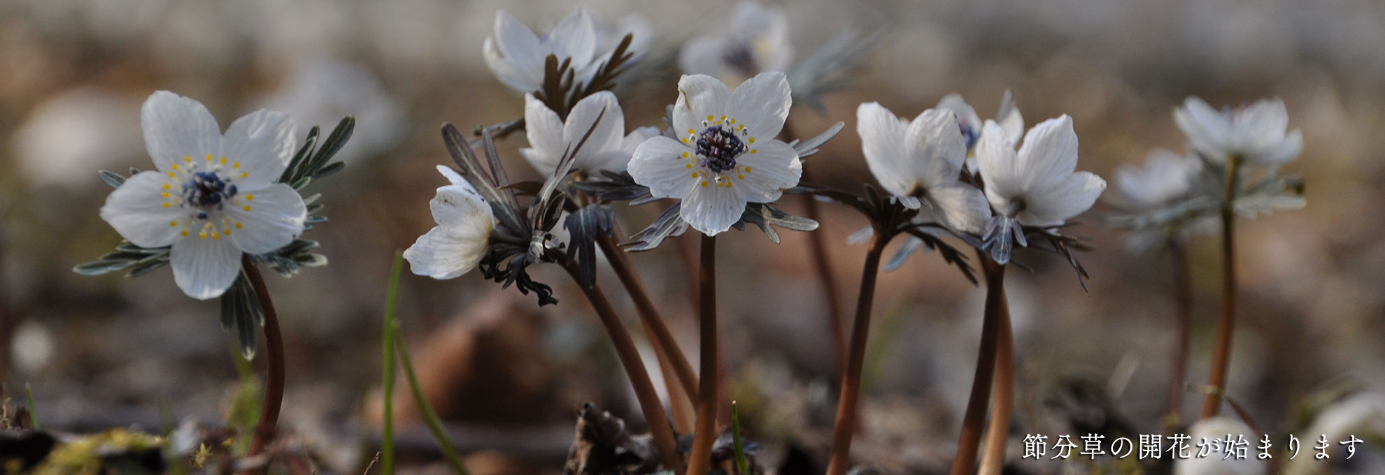 🌳山岳情報（冬季登山に関する注意喚起）🌳