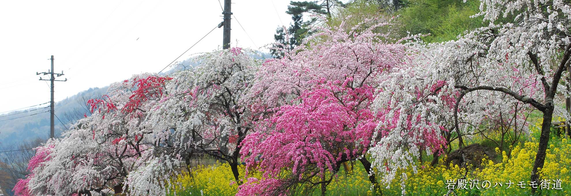 🌸春の花情報🌸
