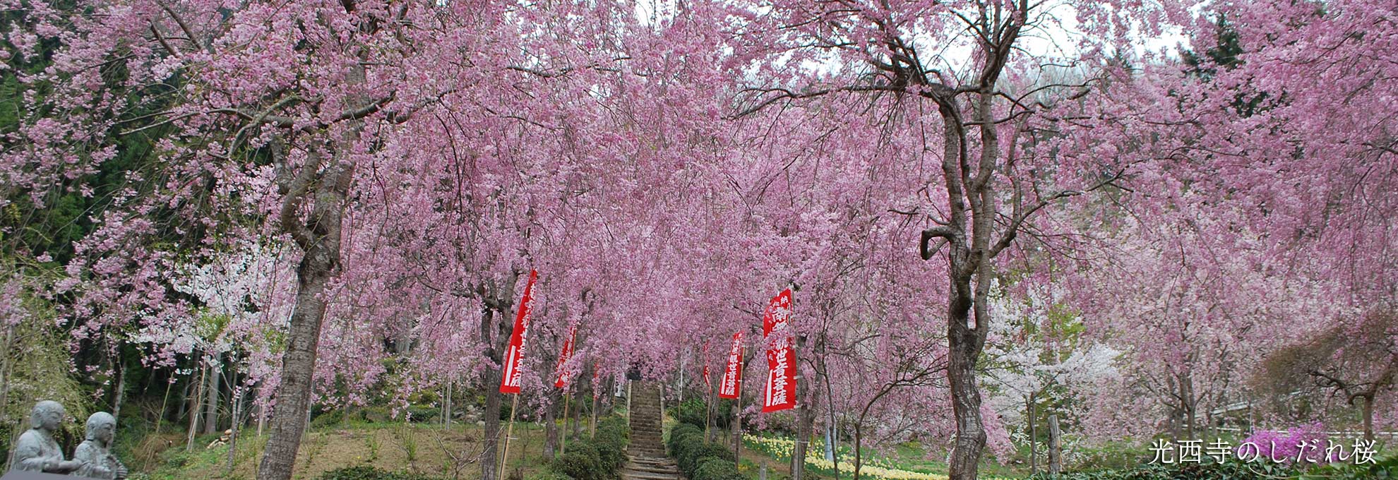 🌸春の花情報🌸