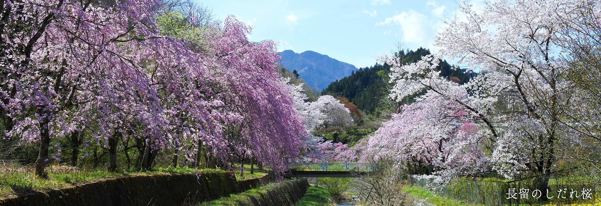 🌸春の花情報🌸