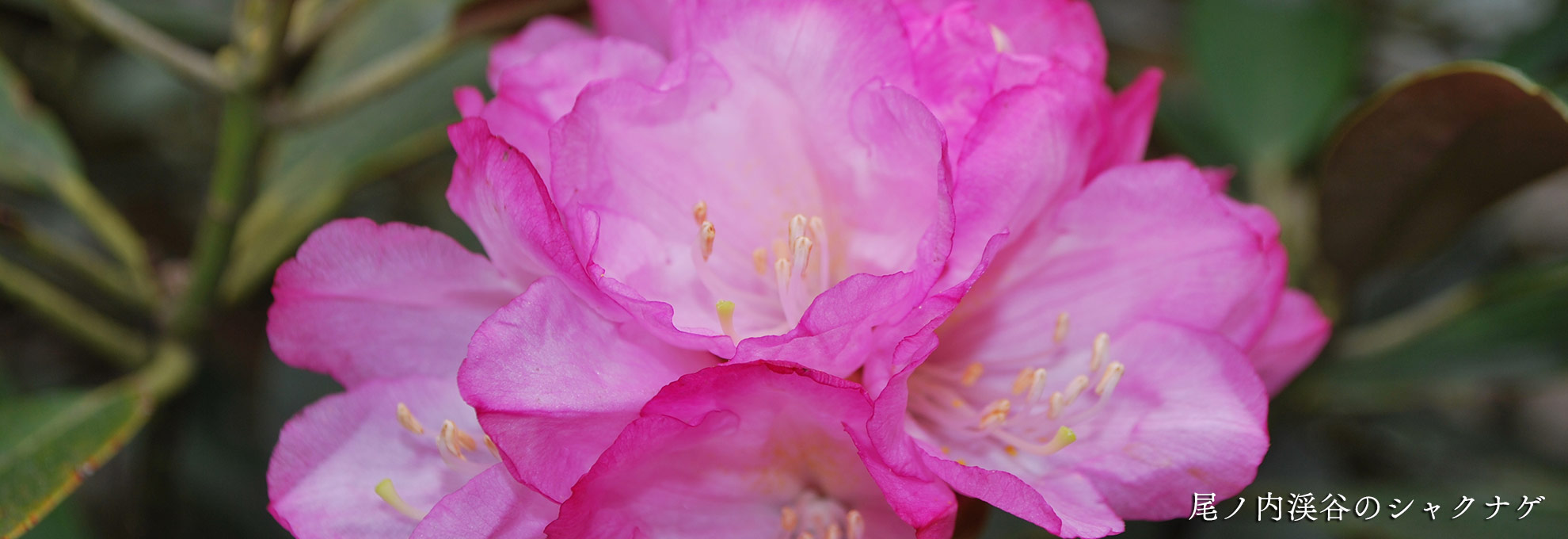 🌸春の花情報🌸