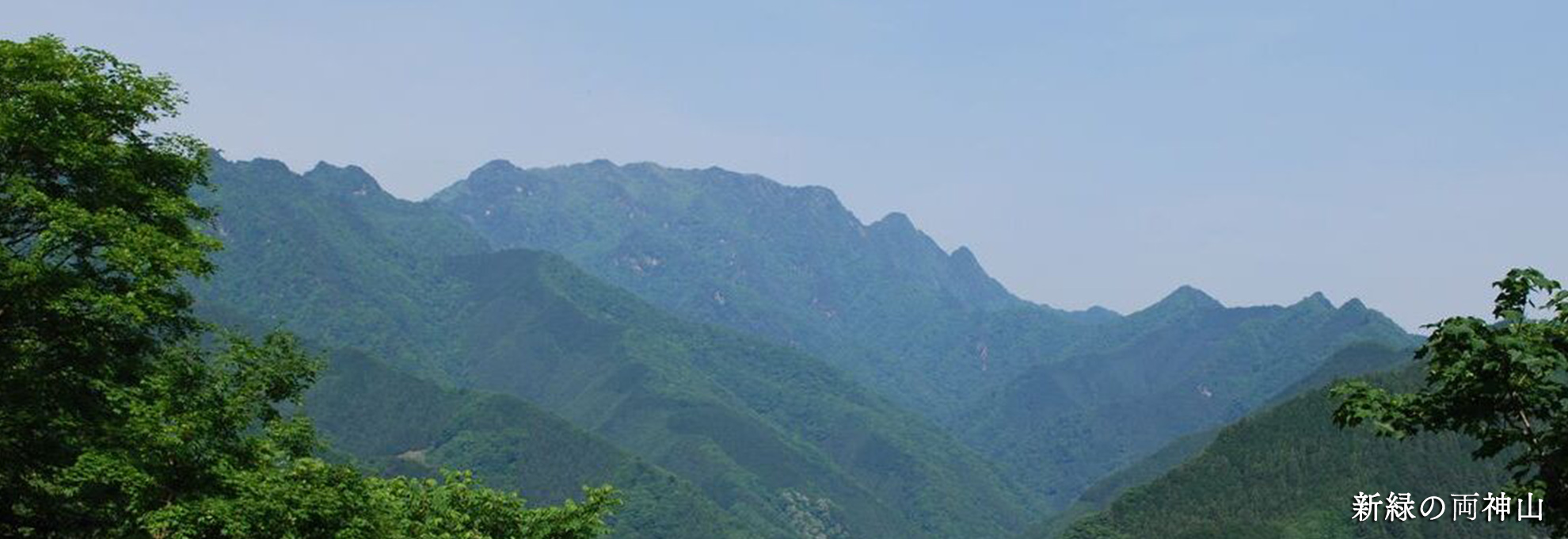 🌸両神山の花情報🌸